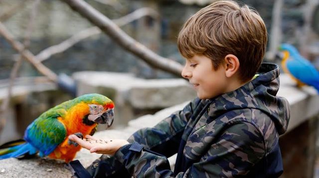 Boy feeding parrot